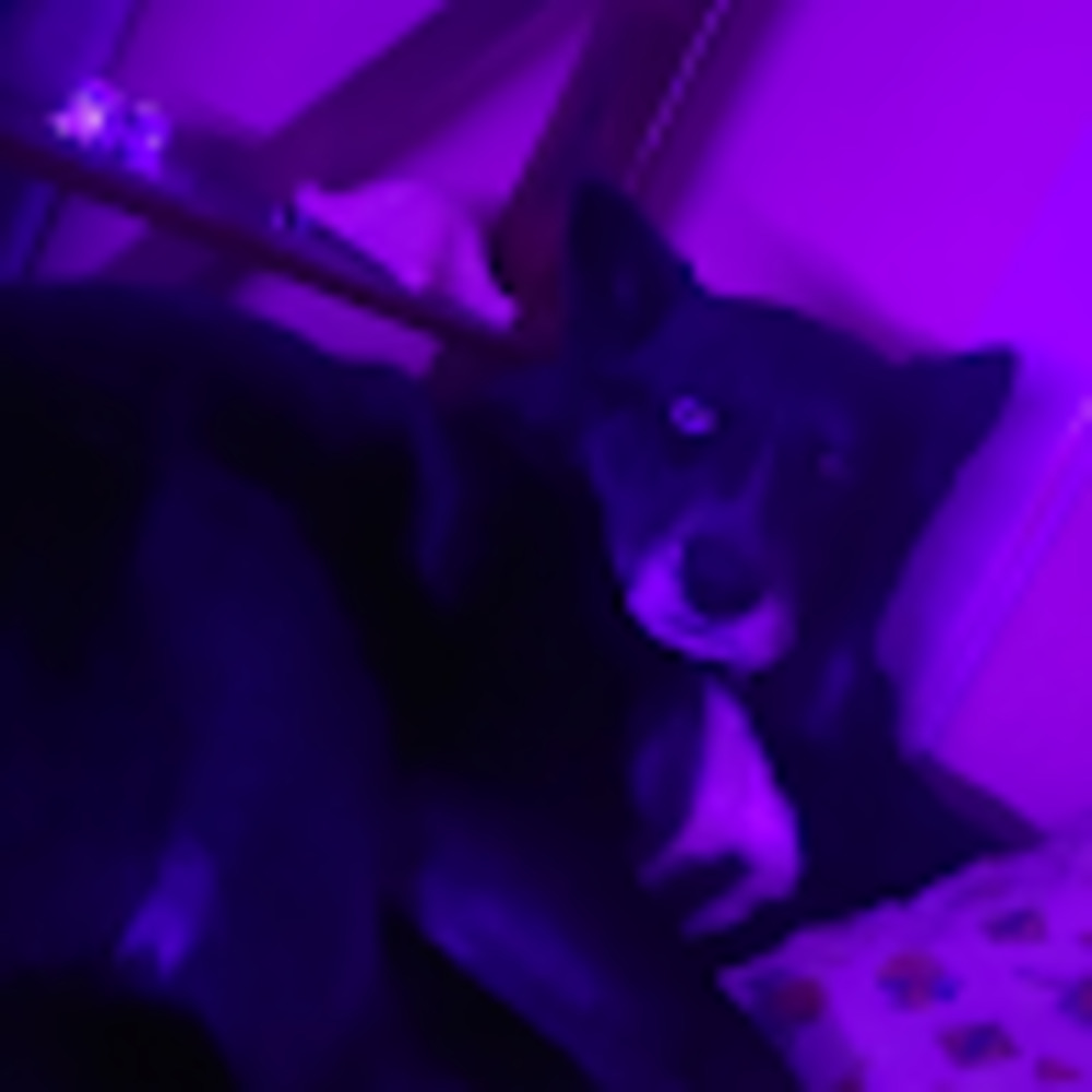 Meet your Posher, Jake